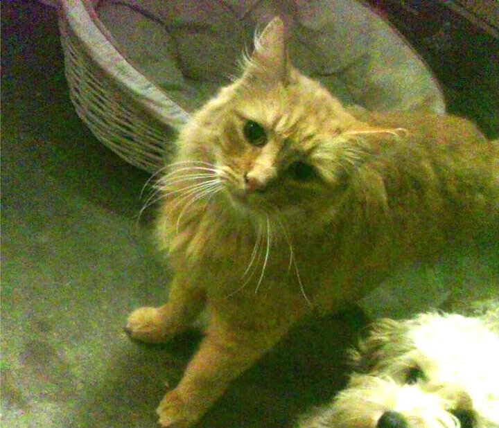 运动员退役转型路径多样化,行业发展新气象,退役运动员转型与发展的法律相关问题进行论述