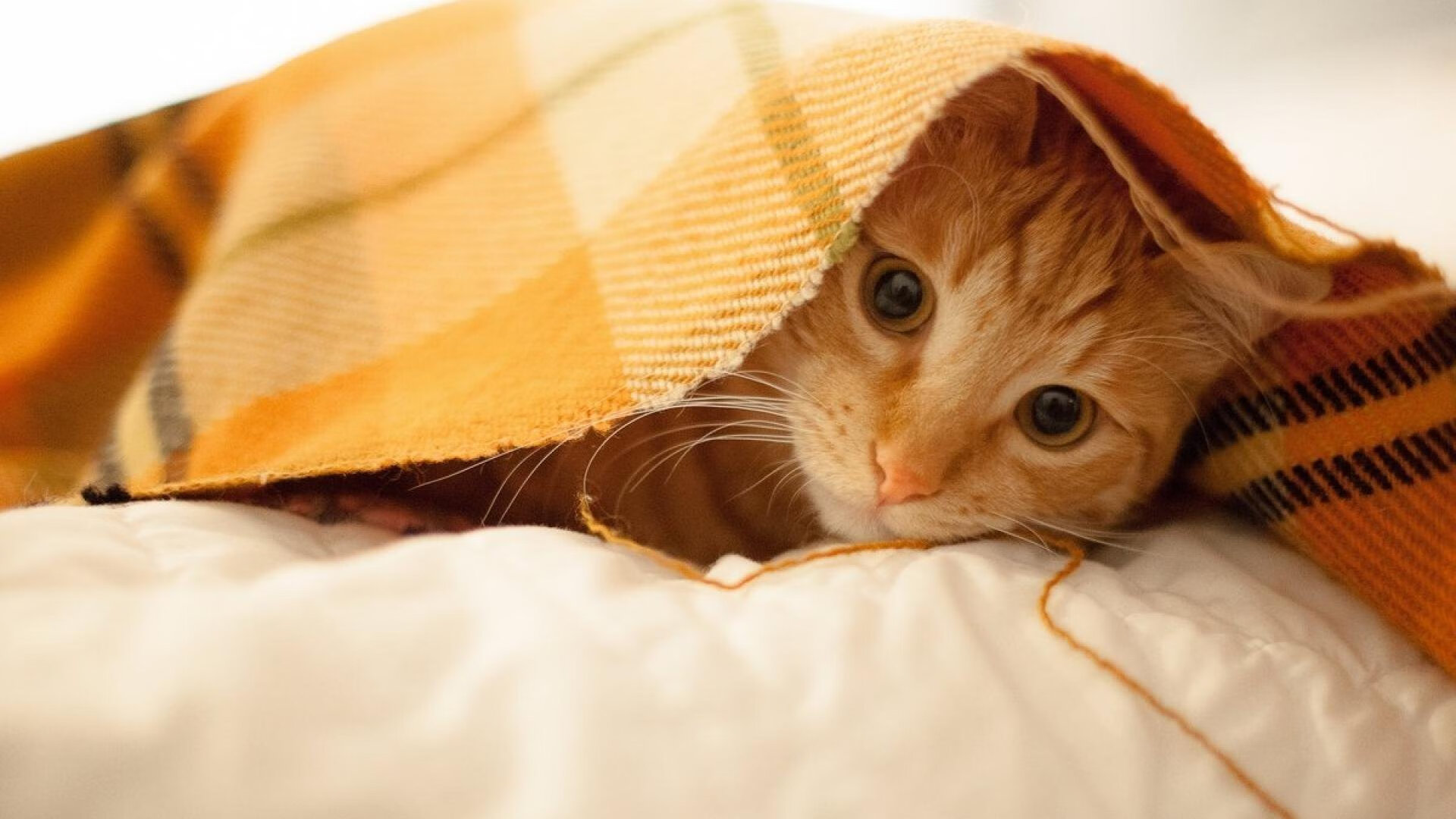 CBA季后赛首轮辽宁横扫同曦,张镇麟连续两场砍30+,辽宁男篮张镇麟视频