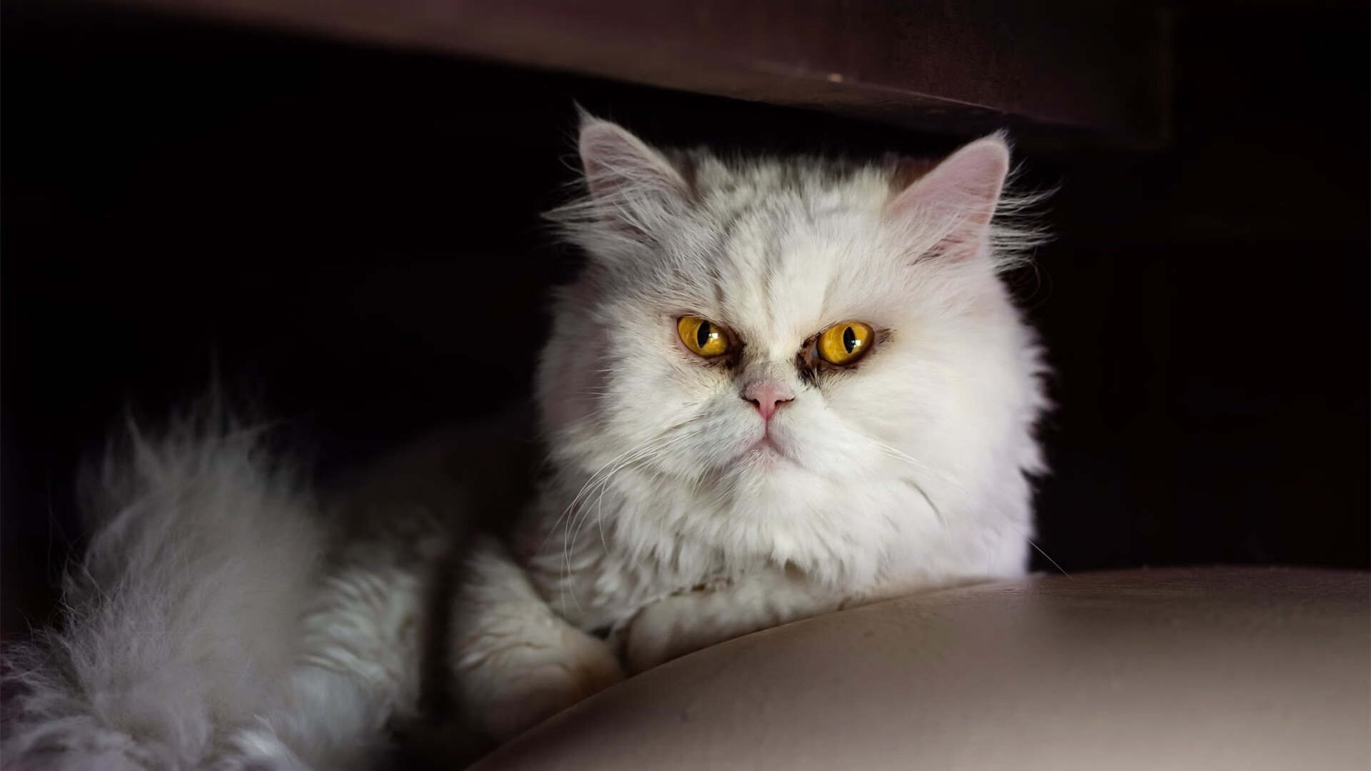 开云体育APP下载-中国足球职业化改革稳步推进，中国足球职业化进程所遇到的最大阻碍