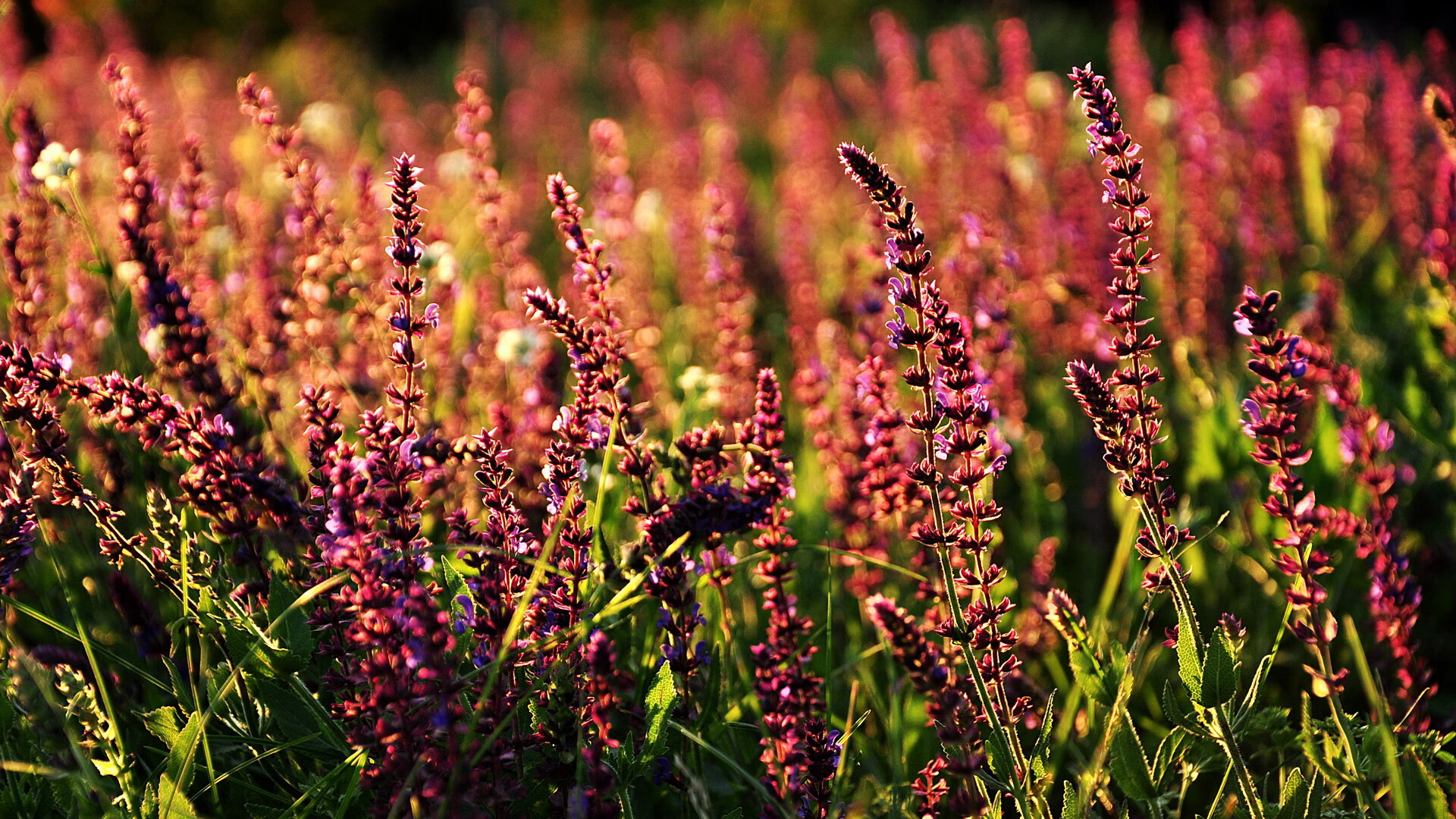 中超球队战术创新层出不穷,中超战术板