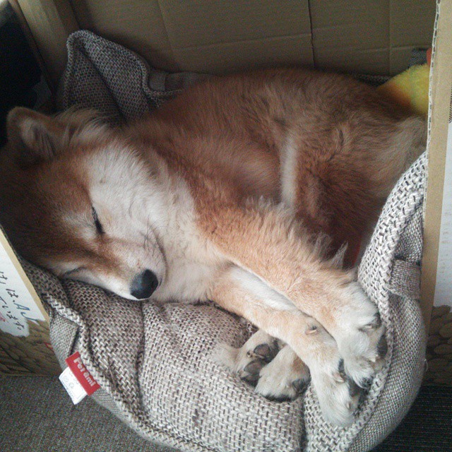 圣日耳曼后防失守,主场失利难以接受,圣日耳曼区