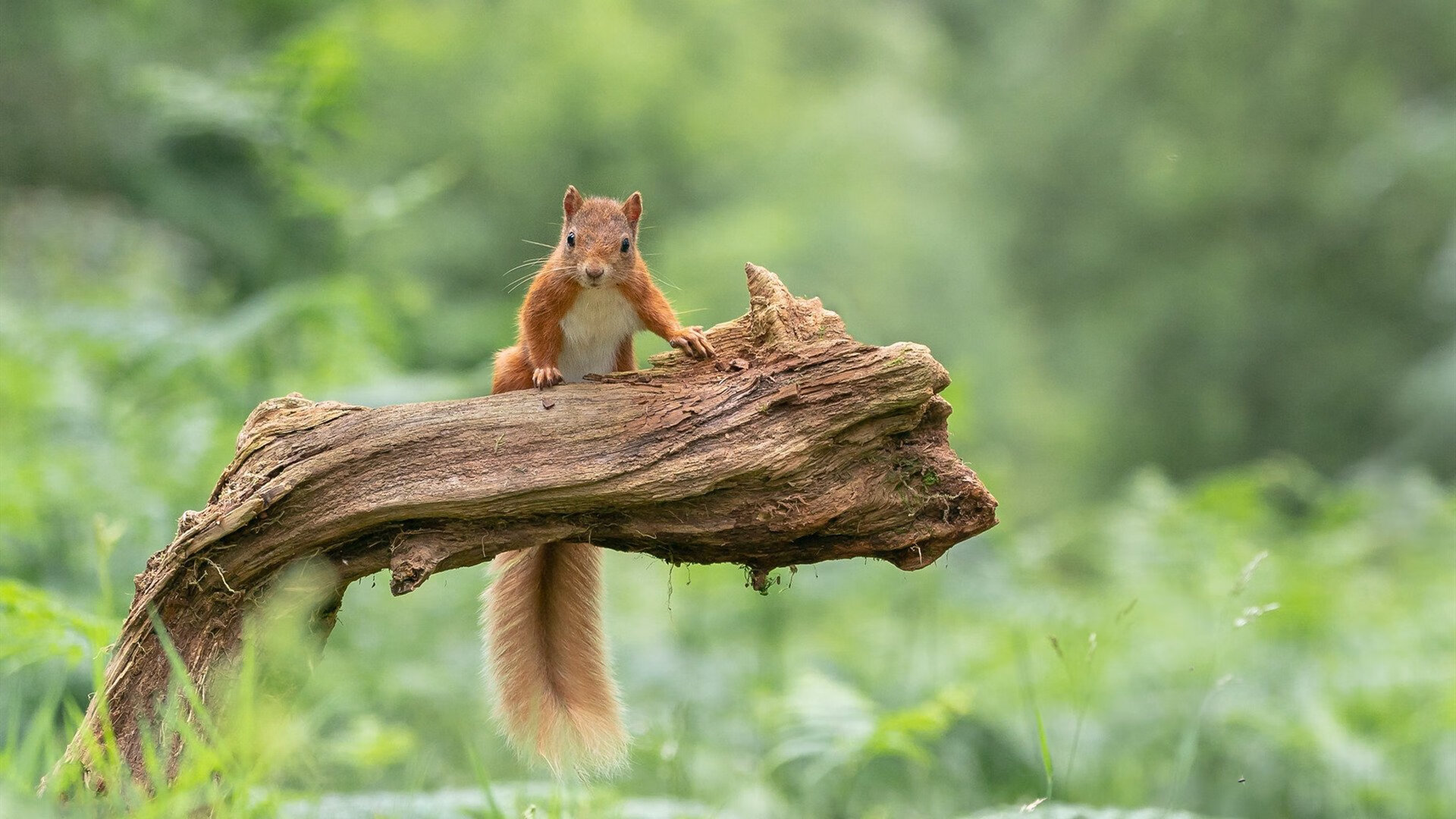 女足世界杯官方纪念品上线,女足世界杯举办时间