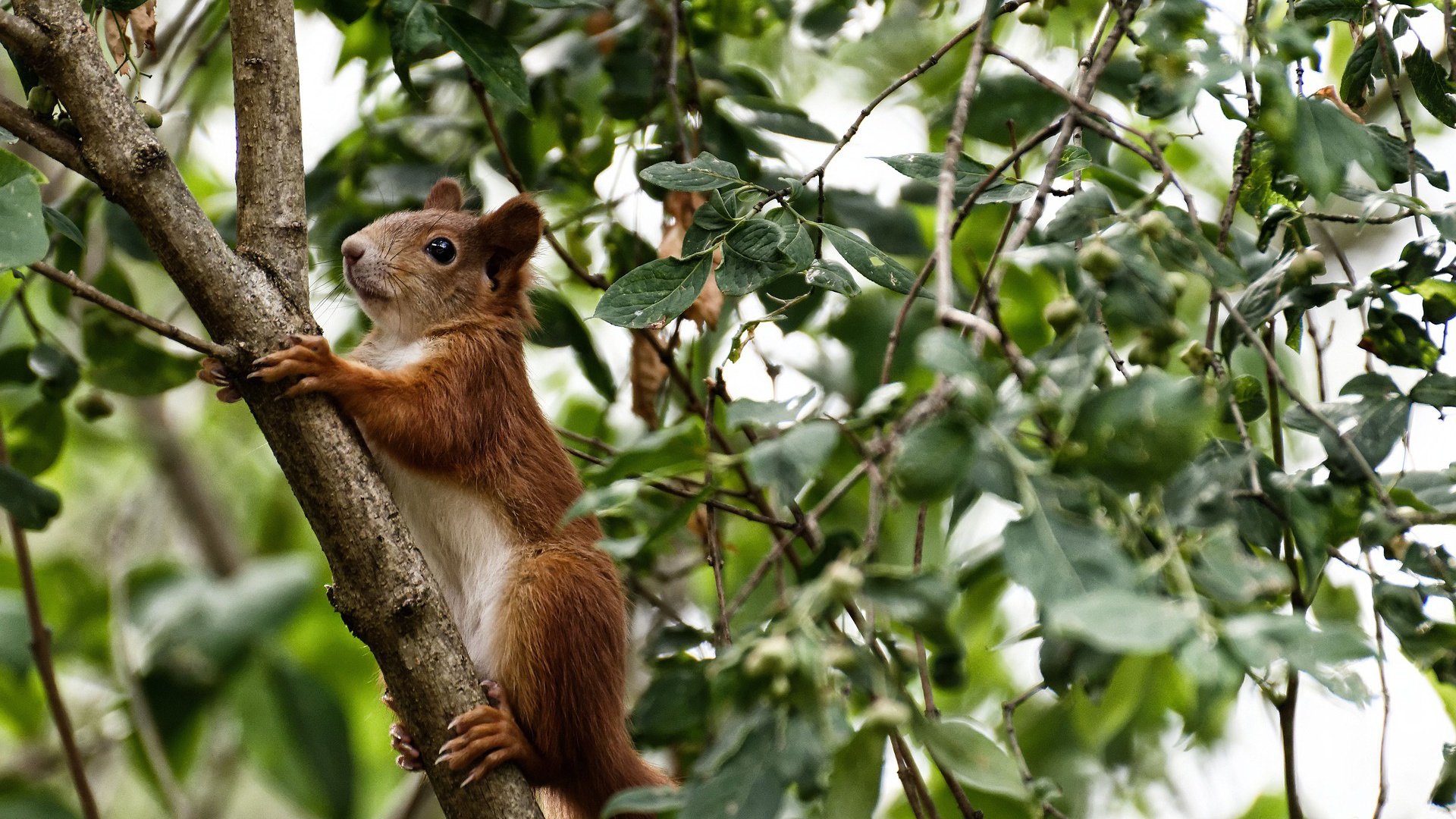 巴塞罗那主场不敌弱旅,遭遇三连败,巴塞罗那主场在哪里
