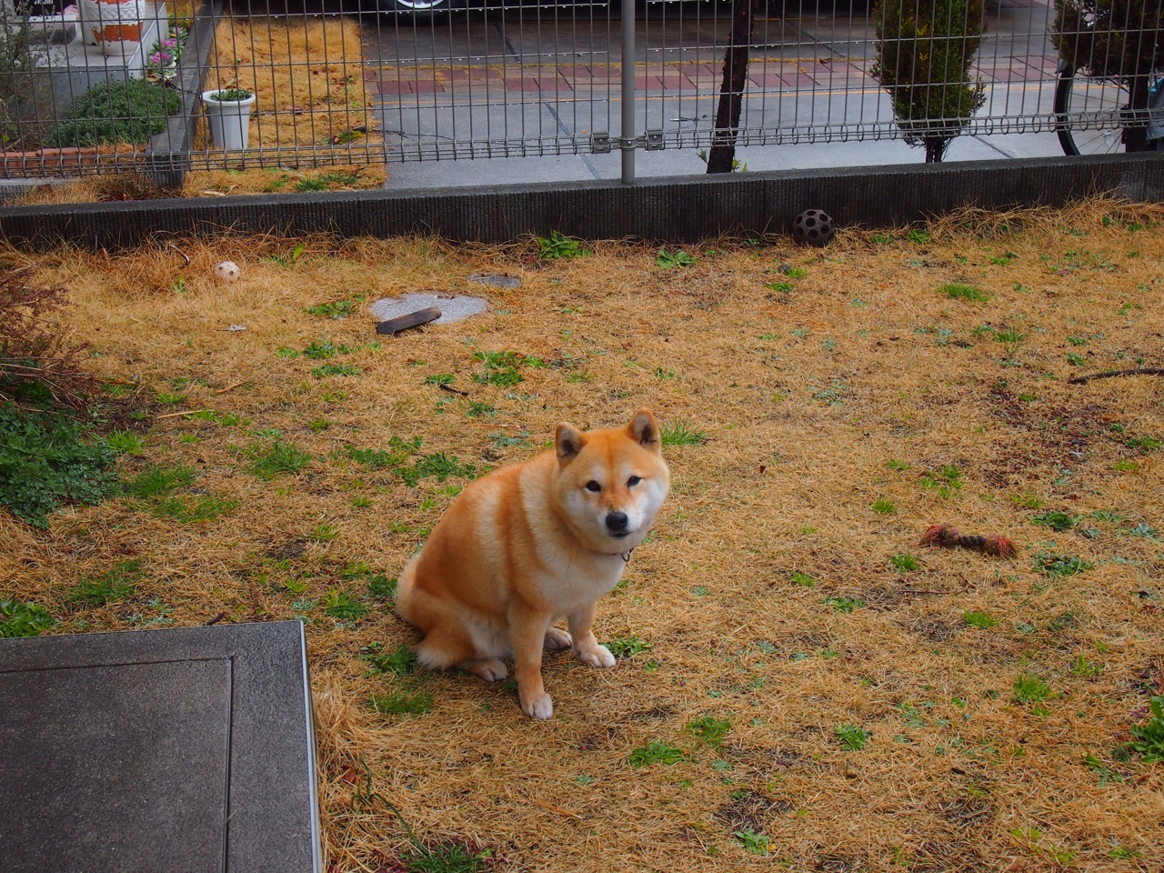 巴西战胜法国晋级国际冠军杯四强赛,巴西输法国哪场世界杯