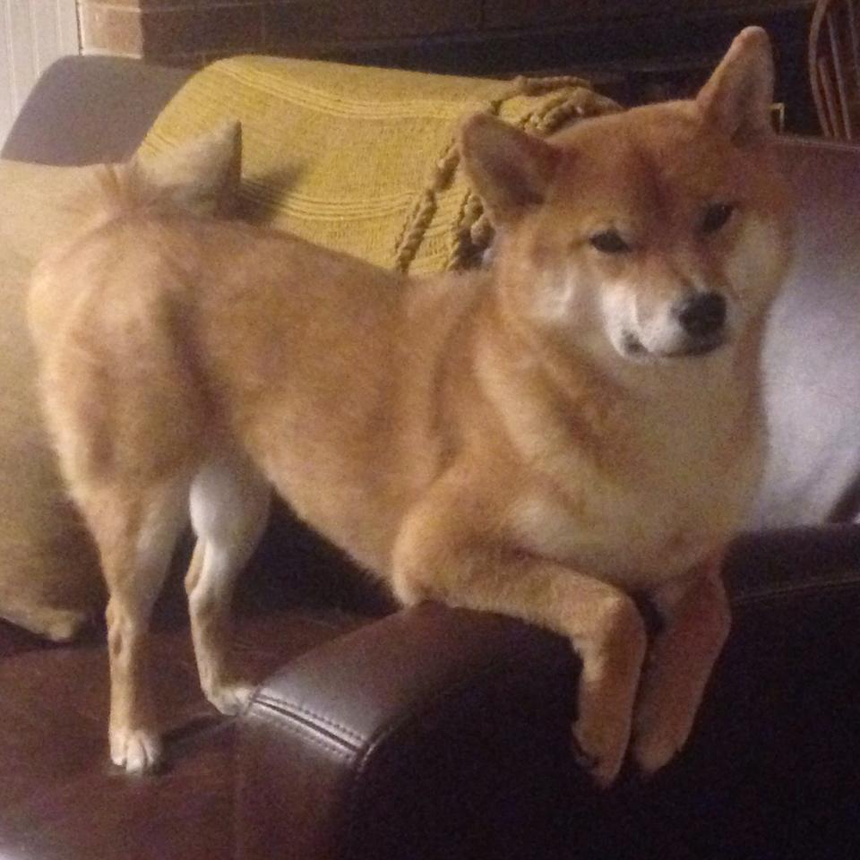 巴黎圣日耳曼客场逆袭,晋级下一轮,巴黎圣日耳曼比赛集锦