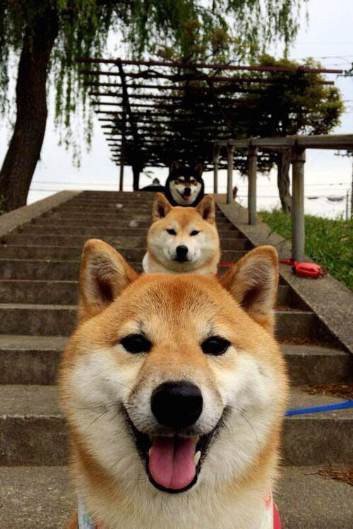 张琳芃转会至上海海港,增强后防,上海 张琳琳