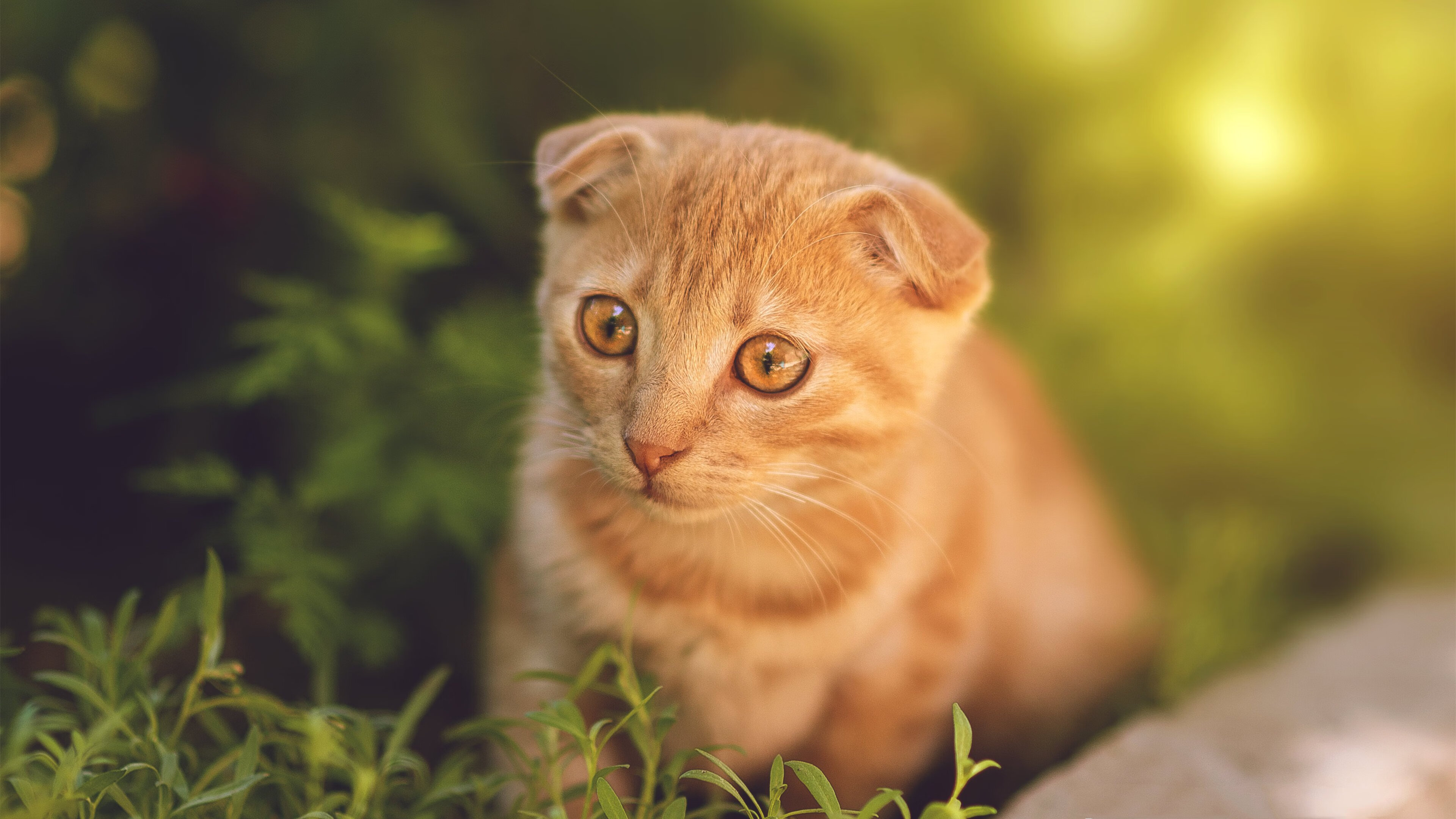 拜仁慕尼黑客场2-1战胜沃尔夫斯堡,继续保持不败,拜仁慕尼黑对沃尔夫斯堡比分预测