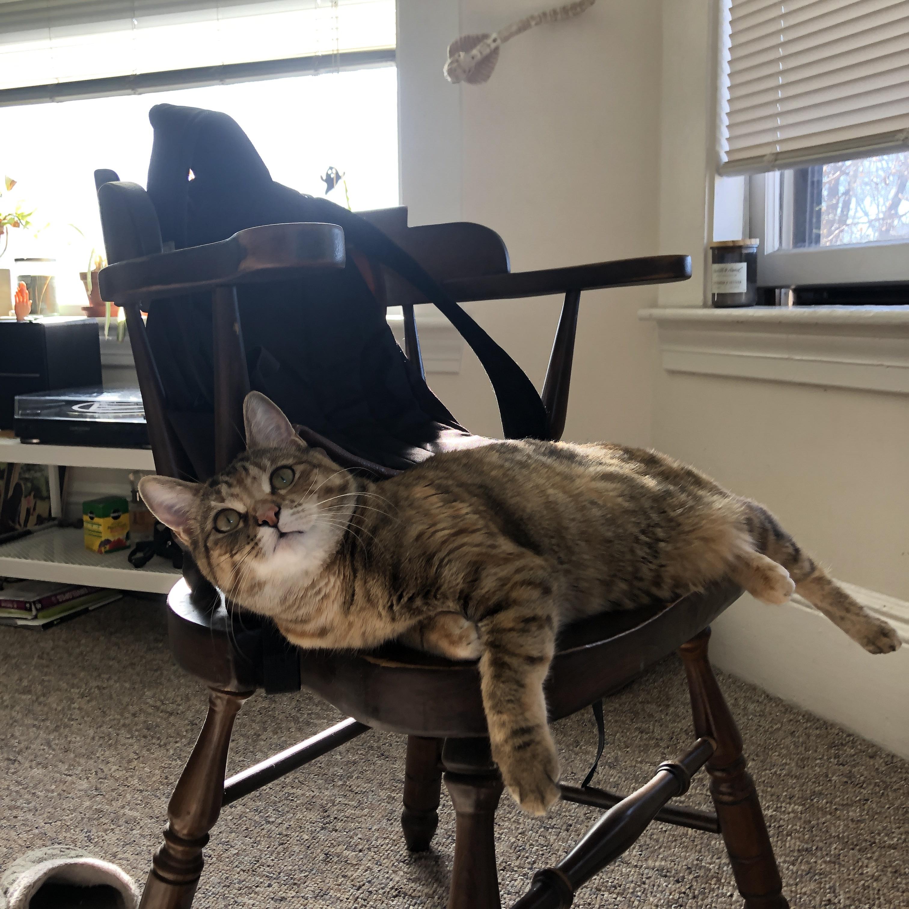 摩洛哥马术协会举办马匹护理培训班,提高骑手护理技能。,摩洛哥沙漠马拉松