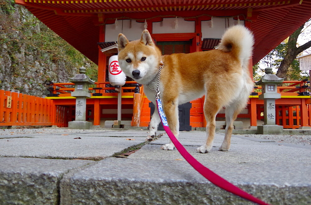 kaiyun sports-是否应开设足球教师专业赋能中小学教练，开设足球培训机构的条件