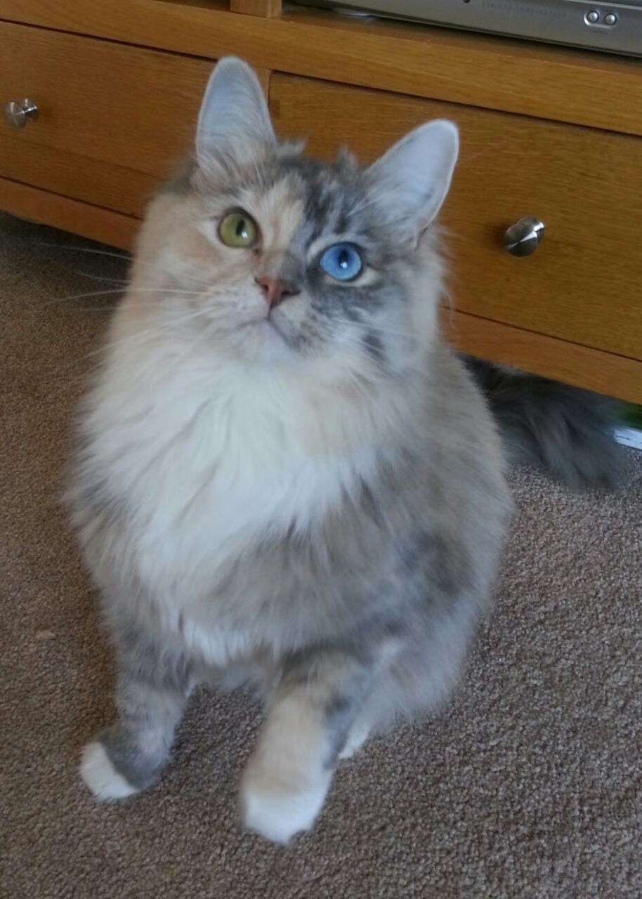 开云-中国篮球职业联赛赛事安全管理及应急预案研究，篮球赛事竞赛规程