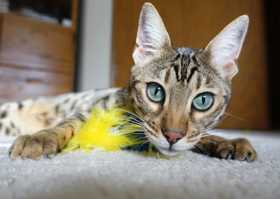 全国青少年足球迷你赛在西安热情开战,未来星起航,2020西安市青少年校园足球联赛