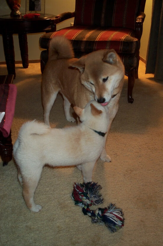 2024年国际乒联混合团体世界杯:Chinese Taipei团队向上挑战,2020国际乒联团体世界杯