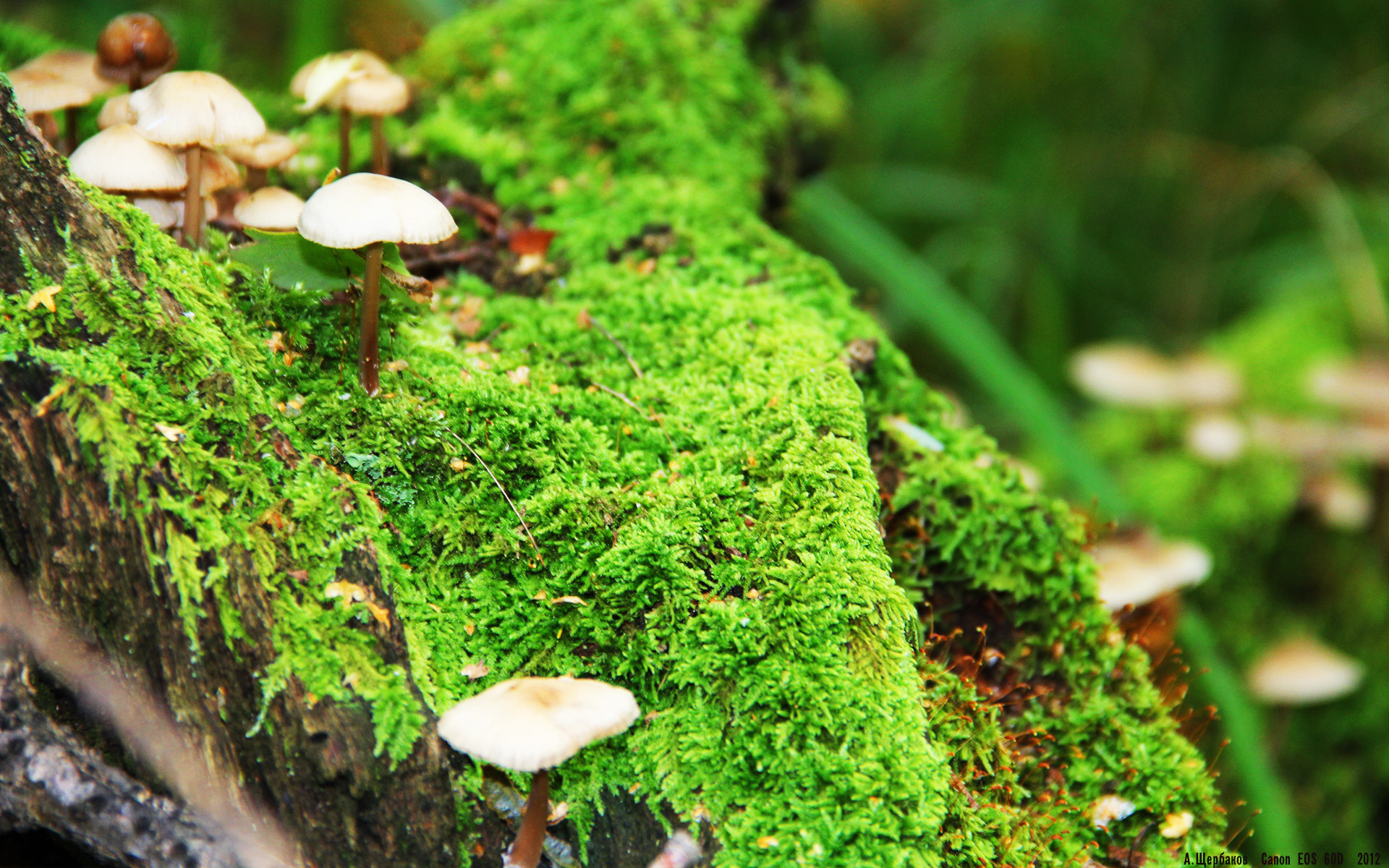 CBA联赛推广篮球文化 吸引更多年轻球迷,cba篮球推荐分析