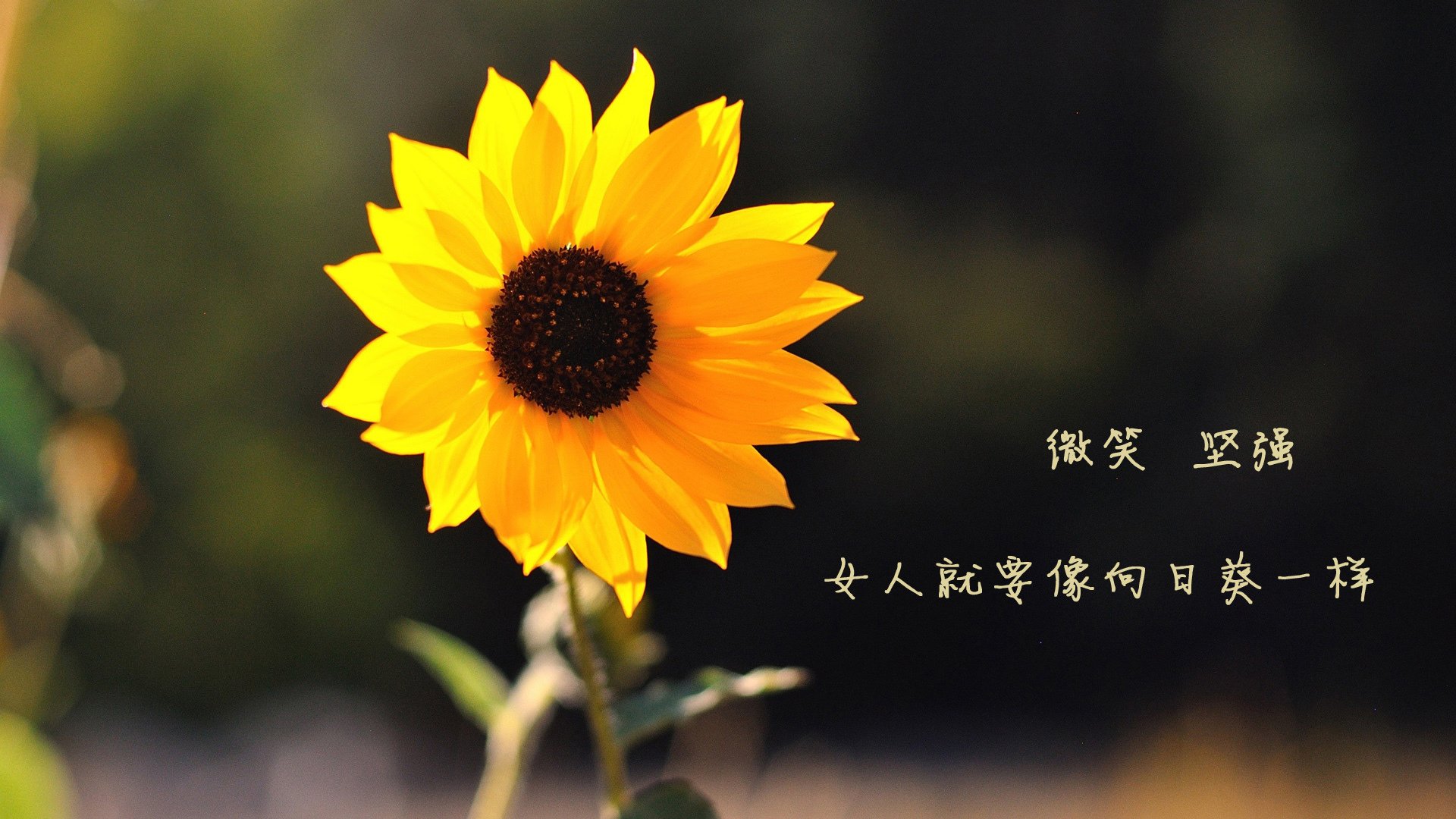 “电动冲浪:马鞍山赛场带来前所未有的水上竞速体验”