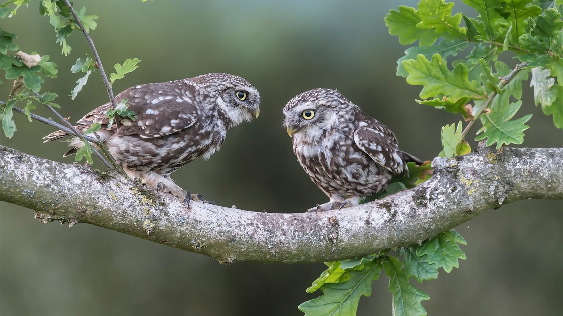 三线距离控制决定攻守平衡,三线原则是指什么什么线