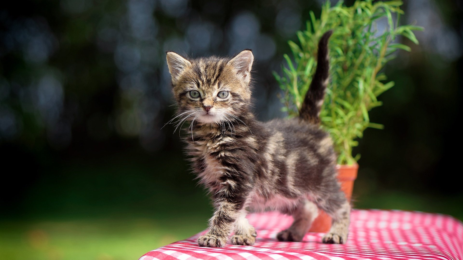 中国三人女篮表现突出 战绩连创新高,中国三人女篮实力