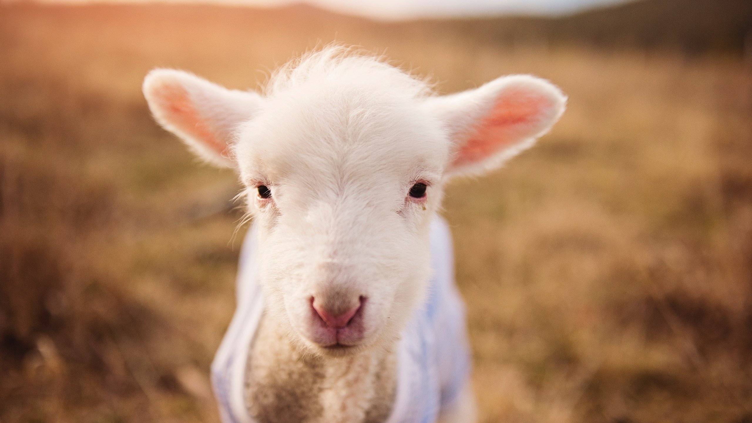 中国香港队再创新高:国际乒联混合团体世界杯精彩回顾,香港乒乓球队成绩