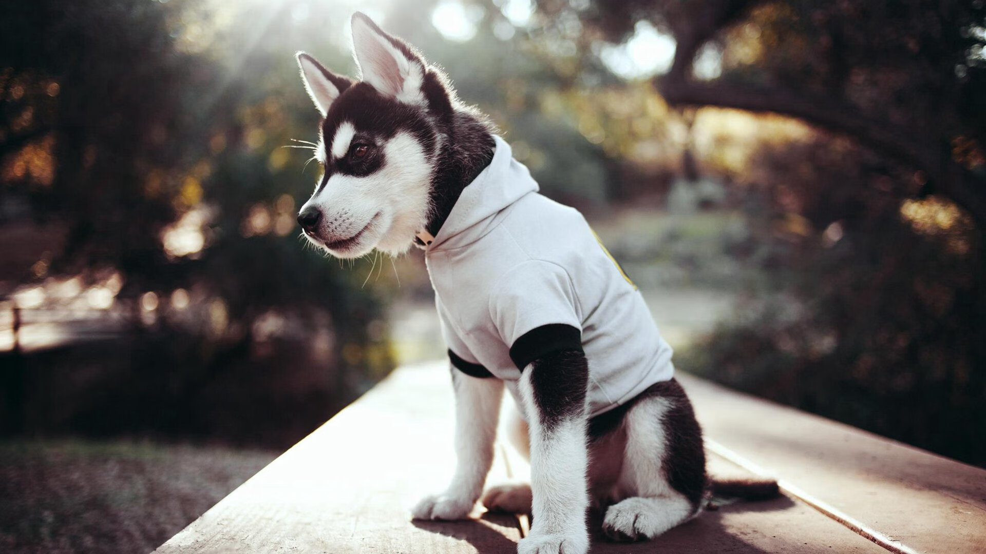 北京鸭攻守两端全面开花展现强队风采,北京鸭川